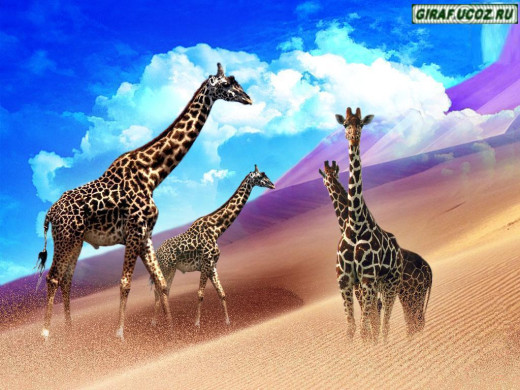 346345 (a): :1024x768